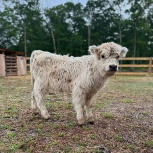 Healthy Mini Highlands cows standing in green pasture, fluffy miniature cattle with calm temperament and strong genetics on a farm in the USA