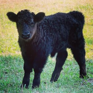 Mocha Mini Highland Cow standing in a grassy pasture with fluffy brown coat at Brite Ranch Farm