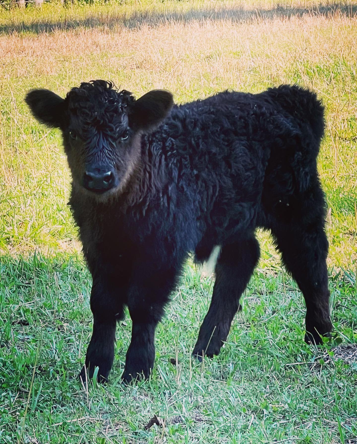 Mocha Mini Highland Cow standing in a grassy pasture with fluffy brown coat at Brite Ranch Farm