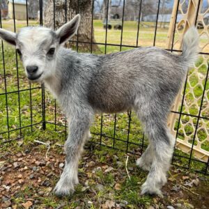 Bella (Nigerian Dwarf Goats) at Brite Ranch standing in a green pasture – healthy, farm-raised Nigerian Dwarf Goat perfect for homesteads, hobby farms, breeding programs, and family farms.