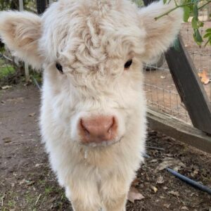 adorable Willy Mini Highland Cow showing shaggy fur and gentle expression outdoors