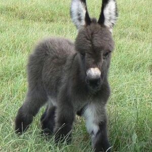 Daisy Mini Donkey for Sale standing in a pasture, registered miniature donkey with gentle temperament raised for families, hobby farms, and companion care