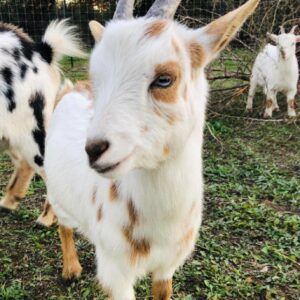 Milo (Nigerian Dwarf Goats) Goat at Brite Ranch standing in pasture – healthy, farm-raised miniature goat ideal for homesteads, hobby farms, breeding programs, and family farms