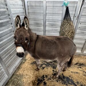 Cocoa mini donkey for sale standing in a pasture, registered miniature donkey with calm temperament and friendly nature raised for families, hobby farms, and companionship