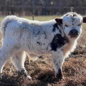 7 fluffy mini cow standing in a green pasture, healthy fluffy miniature cattle with long coats and calm temperament on a farm setting
