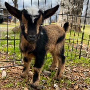Jasper (Nigerian Dwarf Goats) at Brite Ranch standing in a green pasture – healthy, farm-raised miniature goat ideal for homesteads, hobby farms, breeding programs, and family farms