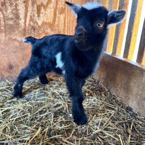 Daisy (Nigerian Dwarf Goats) at Brite Ranch standing in a green pasture – healthy, farm-raised Nigerian Dwarf Goat for homesteads, hobby farms, breeding programs, and family farms.
