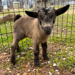 Luna (Nigerian Dwarf Goats) at Brite Ranch standing in a lush pasture – healthy, farm-raised miniature goat ideal for homesteads, hobby farms, breeding programs, and family farms