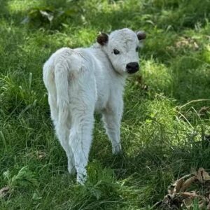 Miniature Highland cows standing in pasture, fluffy long-haired cattle with calm temperament and strong genetics on a small farm setting