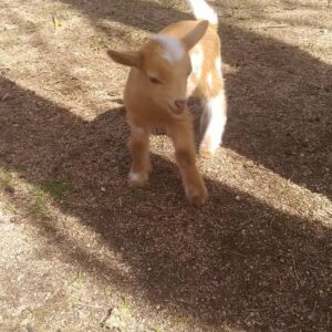 Clover (Nigerian Dwarf Goats) at Brite Ranch standing in a lush pasture – healthy, farm-raised miniature goat perfect for homesteads, hobby farms, breeding programs, and family farms.