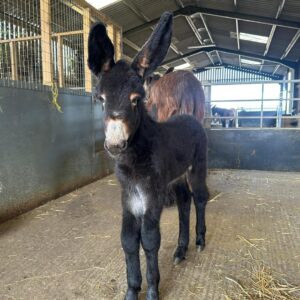 Milo mini donkey for sale standing in a farm pasture, registered miniature donkey with friendly temperament raised for families and hobby farms