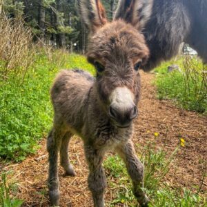Benny Mini Donkeys for Sale standing in a pasture, registered miniature donkey with gentle temperament raised for families, hobby farms, and companion care