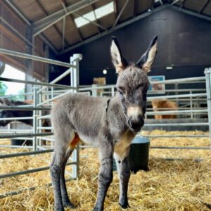 Luna Mini Donkeys for Sale standing in a green pasture, registered miniature donkey with gentle temperament raised for families, hobby farms, and companion care