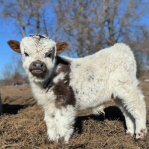 Scottish Mini Highland cows standing in green pasture, fluffy long-haired miniature cattle with pure Scottish genetics and calm temperament on a farm setting