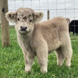 Miniature Highland cattle standing in pasture, fluffy long-haired cows with calm temperament on a small farm in the USA