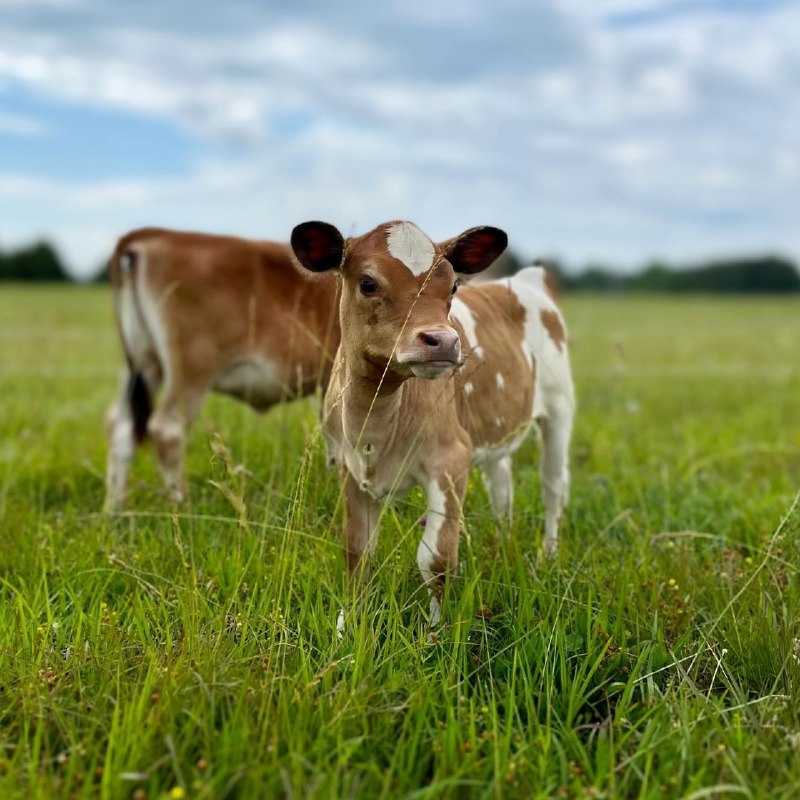 Martin (Mini Zebu Cow) at Brite Ranch standing in pasture – compact, farm-raised Mini Zebu cattle ideal for homesteads and small farms