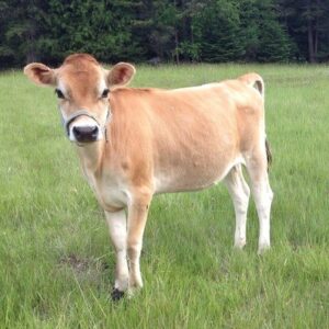 Consty (Mini Jersey Cow) at Brite Ranch standing in pasture – premium farm raised Mini Jersey cattle for homesteads and small farms