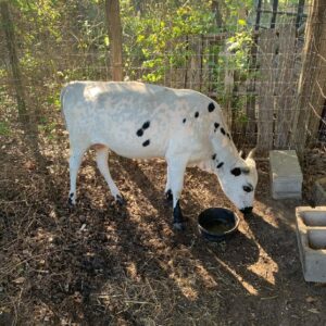 Fredis (Mini Zebu Cow) at Brite Ranch standing in a lush pasture – healthy, farm-raised Mini Zebu cattle for homesteads, hobby farms, breeding, and small farms
