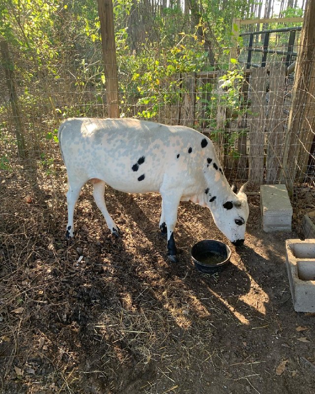 Fredis (Mini Zebu Cow) at Brite Ranch standing in a lush pasture – healthy, farm-raised Mini Zebu cattle for homesteads, hobby farms, breeding, and small farms