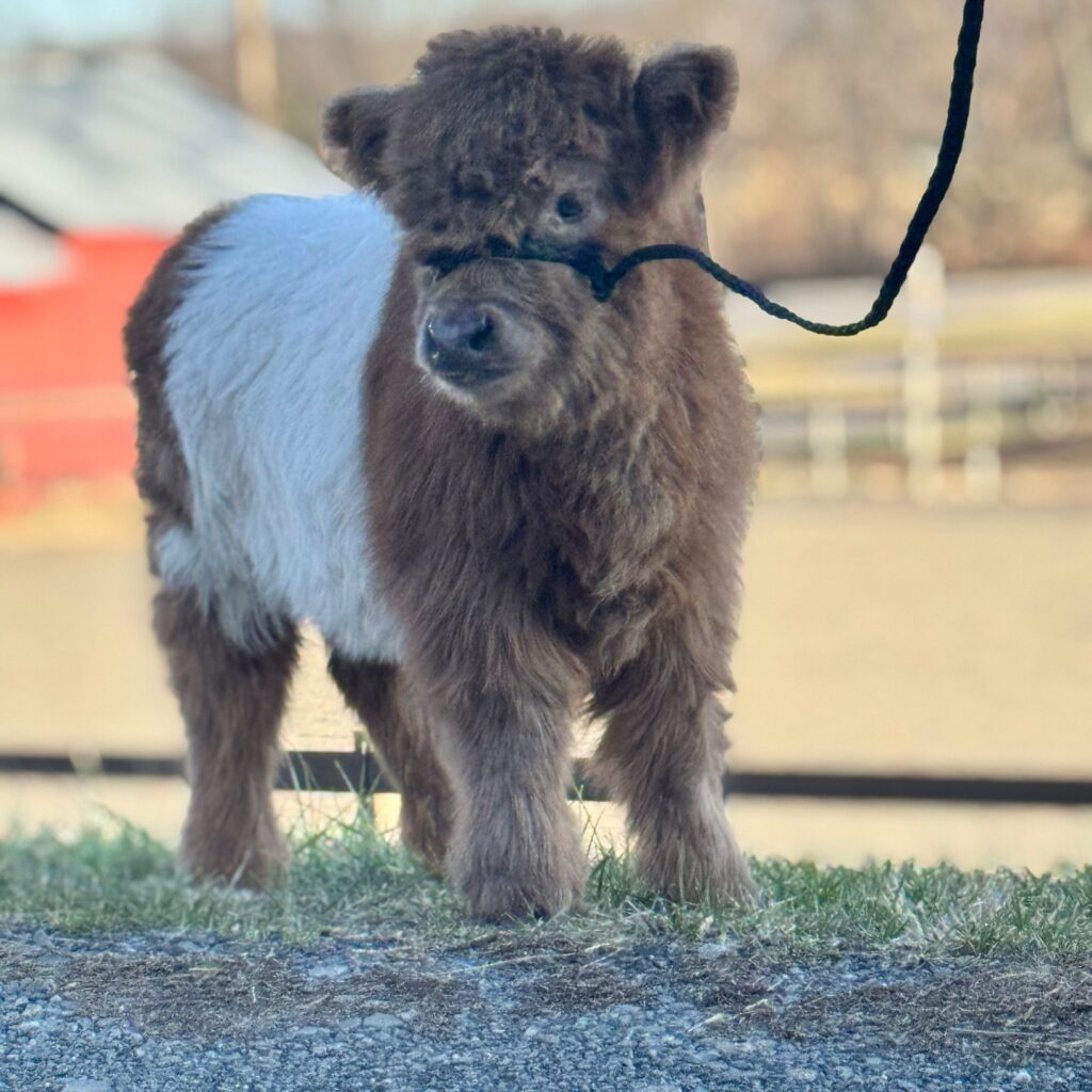 mini cows for sale standing in pasture at Brite Ranch Farm, healthy mini Highland and micro mini cattle with fluffy coats and calm temperament