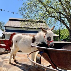 Lucy Mini Donkeys for Sale – Registered Miniature Mediterranean Donkey named Lucy standing outdoors at Brite’s Ranch with gentle temperament and premium bloodlines