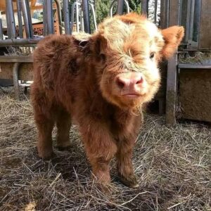 Furry mini cows for sale at Brite Ranch Farm, fluffy miniature cattle standing in green pasture with healthy coats and calm temperament