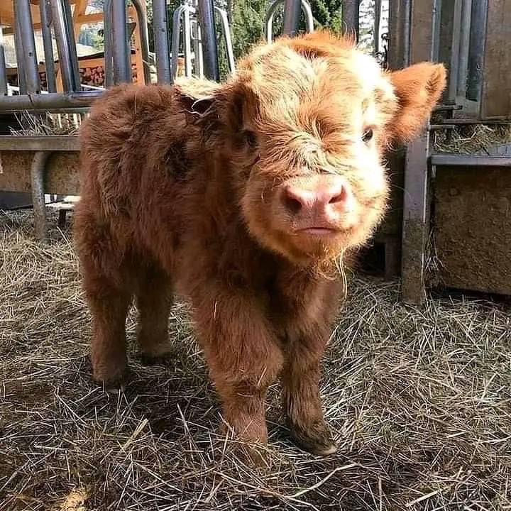 Furry mini cows for sale at Brite Ranch Farm, fluffy miniature cattle standing in green pasture with healthy coats and calm temperament