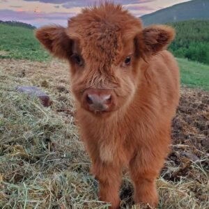 Mini Highland cow for sale at Brite Ranch Farm standing in pasture, fluffy coat, healthy small cattle with calm temperament in Sabinal Texas
