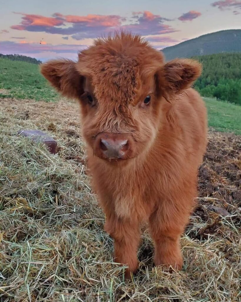 Mini Highland cow for sale at Brite Ranch Farm standing in pasture, fluffy coat, healthy small cattle with calm temperament in Sabinal Texas