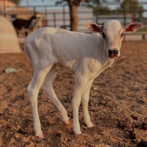 Mally (Mini Zebu Cow) at Brite Ranch standing in a green pasture – healthy, farm-raised Mini Zebu cattle for homesteads, hobby farms, and small livestock operations