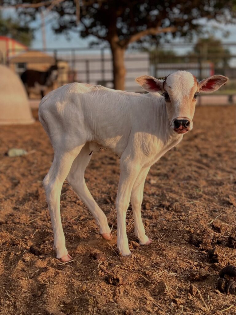 Mally (Mini Zebu Cow) at Brite Ranch standing in a green pasture – healthy, farm-raised Mini Zebu cattle for homesteads, hobby farms, and small livestock operations